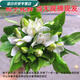 京佳樂梔子花鮮花插花 花苞香氣迷人梔子花10朵花苞 梔子花30朵梔子花30朵 不含盆