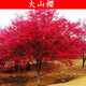 姜南櫻花樹(shù)苗早櫻晚櫻嫁接櫻花苗南方北方種植盆栽地栽庭院日本櫻花苗綠化樹(shù)苗 大山櫻 1公分粗