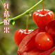 超甜金黃紅洋姑娘果秧苗種子四季春秋大果燈籠果錦燈陽(yáng)臺盆栽菇娘