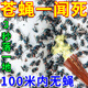 蒼蠅香無(wú)味一聞死蒼蠅藥養殖場(chǎng)專(zhuān)用滅蒼蠅家里用飯店蚊子驅趕神器 1盒裝