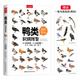 （贈(zèng)鳥(niǎo)類(lèi)貼紙）中國(guó)國(guó)家地理鴨類(lèi)識(shí)別圖鑒 54種鴨類(lèi)的“全羽衣”圖鑒 【日】氏原巨雄 【日】氏原道昭 著