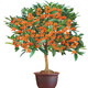 桂花苗 嫁接桂花樹(shù)苗盆栽花卉帶土球庭院陽(yáng)臺(tái)室內(nèi)室外栽植耐寒植物當(dāng)年開(kāi)花 丹桂 3年苗