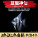 瘋狂水草神仙魚活體七彩燕魚熱帶觀賞魚淡水水族寵物熱帶耐活魚苗小型 【3+1條備損】藍(lán)魔神仙 3cm