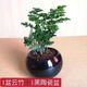 唐山矮生云竹文竹云松竹辦公室內好養綠植桌面長(cháng)青小盆栽四季常綠 正宗矮云竹+.黑陶瓷盆