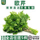 千牛優(yōu)福新鮮意大利芹250g 歐芹香芹法國香菜 巴西里香料 250g