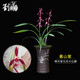 劉閣蘭花蘭花苗紫花暮山紫現帶濃香花苞出售室內陽(yáng)臺花卉盆栽綠植當年開(kāi)花 3苗連體裸根帶花
