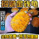 正宗金龜招財(cái)金錢大龜觀賞黃金龜寵物小烏龜活物大烏龜深水吃菜龜 8—9厘米  （已打疫苗 ） 情侶一對(duì)