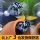 甄夢(mèng)漁野可繁殖組熱帶觀(guān)賞魚(yú)白金寶藍迷你鸚鵡魚(yú)種魚(yú)一對公母淡水卵生配對 中號寶藍公母一對可繁殖4-5cm