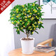 開時(shí)果 四季桂花樹苗盆栽老樁濃香型 室內(nèi)植物客廳綠植盆景源頭直發(fā)包郵 【約60-70cm】米白簡約盆+修剪刀 （加享 肥料）
