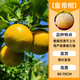 壹植正宗皇帝柑樹(shù)苗純甜帶果南方北方種植地栽砂糖無(wú)核廣西紅光臍橙苗 精選皇帝柑樹(shù)苗高40-70cm1棵L 60cm(含)-69cm(含)