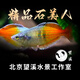 剛果美人魚霓虹魚石美人群游扯旗全公草缸群游中小型熱帶觀賞活體 2條石美人4-5厘米（公魚微發(fā)色