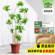 德沃多金心百合竹40-50cm原生膠盆大型植物盆栽客廳落地盆景源頭直發(fā)