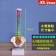 人體脊柱模型神經(jīng)脊椎醫(yī)用正骨醫(yī)用骨骼教學(xué)骨架仿真可拆卸小白 A2款40cm彩色座式(小)