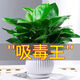 【吸甲醛植物】大葉金鉆盆栽室內(nèi)綠植辦公室客廳四季常青水培好養(yǎng) 一盆金鉆+白豎陶瓷盆 一盆三顆【下單就送顆粒肥】