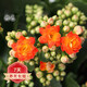 若綠新品長(cháng)壽花盆栽帶花苞重瓣大花植物室內年宵花卉綠植源頭直發(fā)包郵 橙色【帶花苞】 原盆原土
