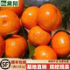 黛陌橘子苗砂糖橘子樹(shù)苗金桔苗桔子苗粑粑柑橘苗蜜橘苗桔子樹(shù)苗南北方 廣西沙糖桔 3年苗當年結果