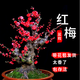 原生紅梅盆景樹(shù)樁盆栽梅花盆景老樁耐寒烏梅綠梅植物地栽臘梅室內(nèi)綠植耐寒 30年紅梅盆景帶花苞發(fā)貨