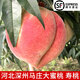 玫梔深州大蜜桃河北正宗馬莊桃王當(dāng)季新鮮不常見的水蜜桃壽桃貢桃禮盒 6顆 單顆8兩左右