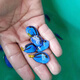 興國海（Singoseafarm）吊類海水魚 海水黃金吊藍吊興國海 藍吊 3-4cm