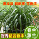 農民老史元井 惠蘭   隨州蕙蘭蘭花精品蘭花苗春蘭花卉四季盆景蘭草綠植盆 惠蘭3-6苗一棵