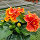 丹麥木槿開(kāi)花木槿辦公室客廳陽(yáng)臺重瓣花卉盆栽扶桑牡丹 重瓣阿波羅(帶花苞)