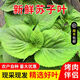 鮮青錄順豐紫蘇葉新鮮蘇子葉韓國烤肉葉沙拉包飯綠色農家蔬菜當季蘸醬菜 精選 1斤