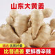 駐晨（ZHUCHEN）山東特產(chǎn)老姜9斤 生姜新鮮蔬菜老月子姜農(nóng)家整塊大姜 5斤-人工精選