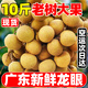 現(xiàn)貨廣東新鮮石硤龍眼產(chǎn)地直供高州桂圓帶葉應(yīng)當(dāng)季新鮮水果整箱5 10斤 裝石硤龍眼丨果肉爽嫩