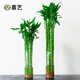 喜藝帶根轉(zhuǎn)運(yùn)竹水竹富貴竹植物水養(yǎng)開運(yùn)竹子盆栽客廳室內(nèi)招財(cái)水培綠植 開運(yùn)竹直竹-40厘米-9支 不含瓶