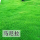 青上青進(jìn)口草坪種子草籽四季常青矮生免修剪草坪綠化工程護(hù)坡耐寒耐踐踏 馬尼拉1斤【庭院綠化】
