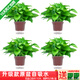 綠有意綠蘿盆栽室內植物花卉綠植水培長(cháng)藤垂吊大葉綠籮新房家用吸除甲醛 120原盆儲水綠蘿4盆+6肥 帶盆帶土發(fā)貨