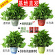 繽賢綠蘿盆栽室內(nèi)辦公室植物大葉吊蘭花卉綠植綠籮盆景吸水盆懶人 180#彩色吸水盆綠蘿四盆+2液