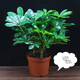 錦楓大型植物鴨腳木盆栽辦公室客廳大型綠植四季常青八方來(lái)財鴨掌木 30cm鴨腳木原盆 含盆