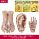 豐帆手足耳按摩模型腳部足部反射區模型按摩針灸艾灸穴位針灸模型 20足+17耳膜+15手模+耳書(shū)+足書(shū)+刮痧拔罐書(shū)