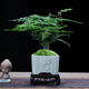 幼薇文竹盆栽植物室內綠化四季迷你辦公室綠植擺件桌面好養創(chuàng  )意小盆景 文竹+祥瑞獅陶瓷盆+方形底盤(pán) 帶盆栽好