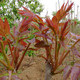 花e流基地直銷(xiāo)香椿苗香椿樹(shù)苗當年可食用紅芽香椿紅油香椿樹(shù)苗可盆栽/