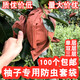 柚子專(zhuān)用防蟲(chóng)鳥(niǎo)水果套袋紅蜜柚金柚馬家柚子套袋 雙層加厚早熟32#(100個(gè))  詳詢(xún)客服