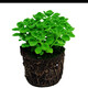 綠植植物一抹香盆栽植物碰碰香花卉室內(nèi)外陽(yáng)臺(tái)辦公室桌面多肉綠植花卉Z 不帶盆一抹香