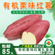 澄邁橋頭地瓜【廠商直發(fā)】有機(jī)栗味紅薯5斤地瓜禮盒家庭裝有機(jī)蔬菜 有機(jī)栗味紅薯 5斤禮盒裝