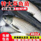 批發(fā)淡水大草魚苗淡水養(yǎng)殖半斤一斤20厘米活體皖魚螺螄青魚苗可食用觀賞冷水魚小魚苗特大草魚 優(yōu)質(zhì)草魚苗 15條20-25厘米(加1條防損)