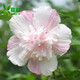 苗彩園藝 四季重瓣大花木槿花苗樹(shù)苗綠化苗木大花木槿花盆栽地栽花卉綠植庭院籬笆植物花期長(cháng)當年開(kāi)花 重瓣 粉白色木槿 小苗50-80厘米高