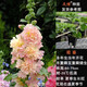 逸棵蜀葵 花苗 重瓣半重瓣蜀葵陽(yáng)臺庭院四季易種草花苗春慶桃子與夢(mèng) 杏色小苗1株