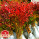 南天竹庭院植物綠化苗木紅天竹苗觀葉盆栽辦公室內(nèi)綠植盆栽盆景z5 20-30厘米5顆 不含盆