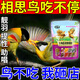 跑來跑去相思鳥飼料紅嘴銀耳相思專用提性壯膘大唱亮羽專用鳥食鳥糧 2500g