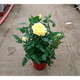 春沭 盆栽微型鉆石玫瑰月季室內陽(yáng)臺綠植物盆栽花卉帶花苞四季開(kāi)花花苗 淺黃色玫瑰 帶盆栽好