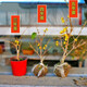 春沭 臘梅花 臘梅樹(shù)苗 樹(shù)樁盆景 盆栽 素心梅 冬季開(kāi)花 庭院植物 原生素心臘梅 3年盆景苗（帶花苞發(fā)貨）