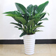 金鉆蔓綠絨 植物大型室內陽(yáng)臺植物常綠盆栽葉蔓天 30-40高度金鉆 含盆