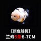 金魚(yú)（Jinyu）【精品高質(zhì)】蘭壽金魚(yú)淡水錦鯉觀(guān)賞魚(yú)國粹耐活好養 蘭壽5條6-7CM【顏色隨機】