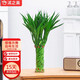 沭之美富貴竹招財竹水培植物花卉綠植盆栽招財竹不含盆 源頭直發(fā)