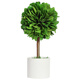 馨顏植永生黃楊綠植辦公室內(nèi)客廳陽(yáng)臺(tái)桌面植物好養(yǎng)懶人花卉盆栽擺件盆景 【店長(zhǎng)主推】迷你白盆+帶盆栽好15*8cm